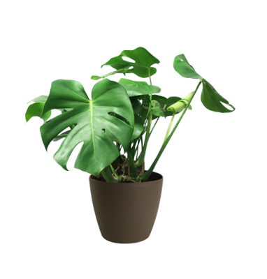 132-1321049_house-plant-transparent-background-hd-png-download-removebg-preview