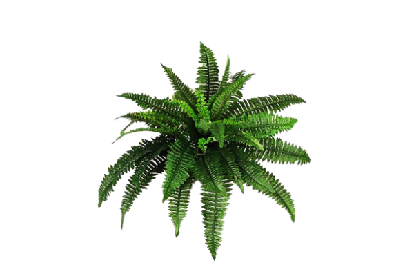 Plants-PNG-Transparent-removebg-preview